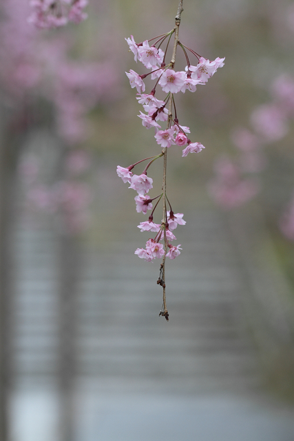 そうだ 京都、行こう。 －2012年桜　龍安寺－（一般拝観・前編）_b0169330_024977.jpg