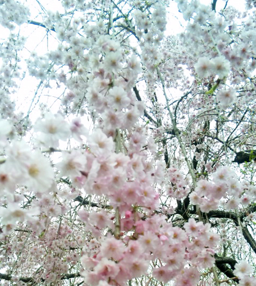 桜の時　＊_b0181732_11312326.jpg