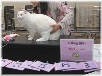 TICA　C.A.T.CREDO 37TH CATSHOW☆1日目_c0080132_21114793.jpg