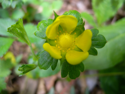 近郊の山歩きと路傍の花_e0272335_1420978.jpg