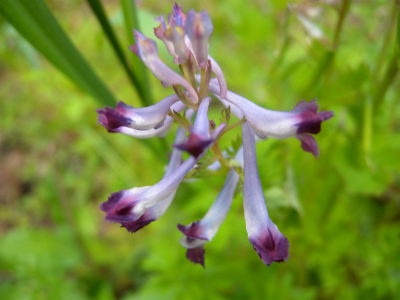 近郊の山歩きと路傍の花_e0272335_1453996.jpg