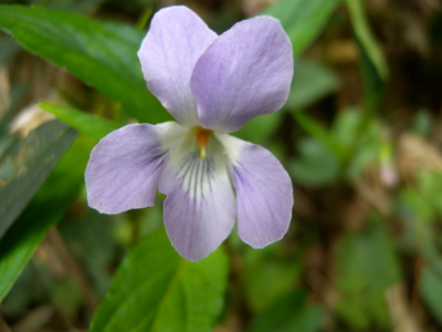 近郊の山歩きと路傍の花_e0272335_1491795.jpg