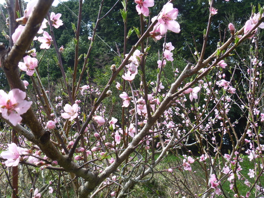 北斗農園の今　②・・・桃・梨・タラの芽・わらび_b0246036_6561257.jpg