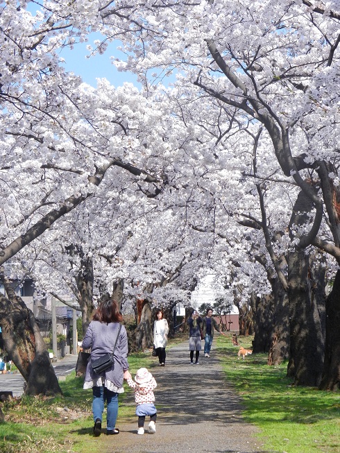 桜のこと。_f0224736_14194489.jpg