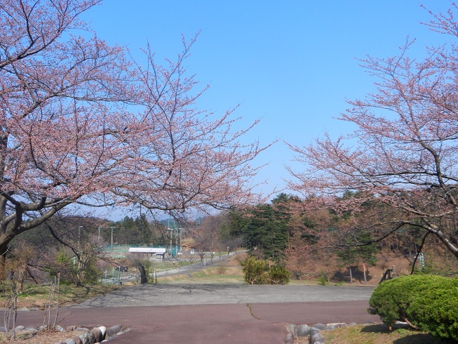 桜のこと。_f0224736_14215132.jpg