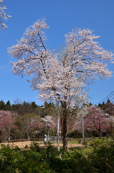 樹木公園の桜　2012_e0055138_0151429.jpg