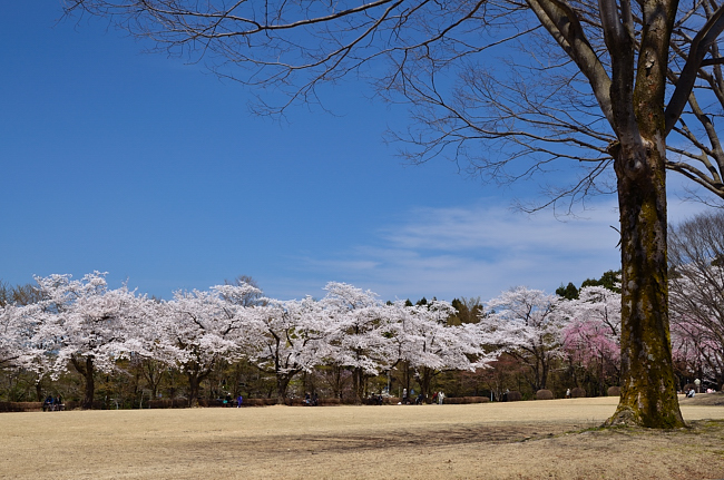 樹木公園の桜　2012_e0055138_021637.jpg