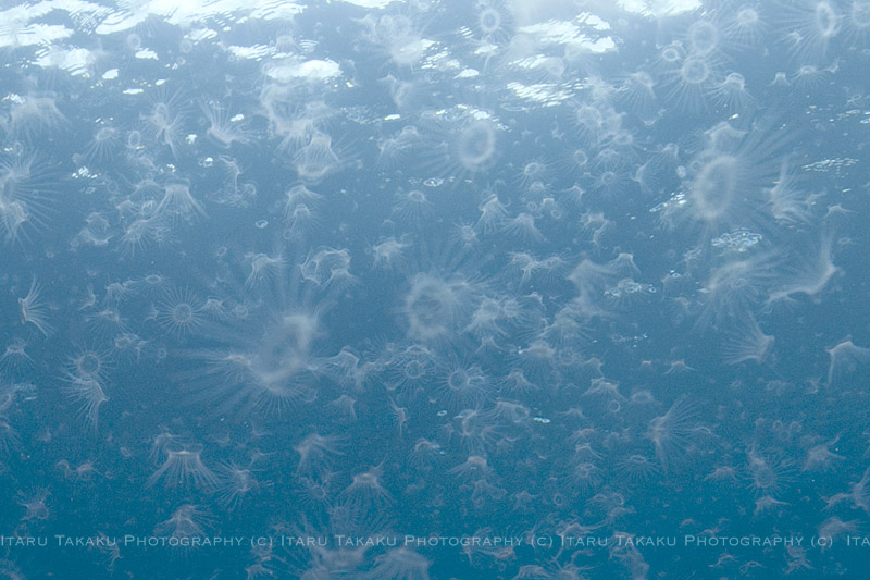 ニチリンクラゲの海！_b0186442_20262072.jpg