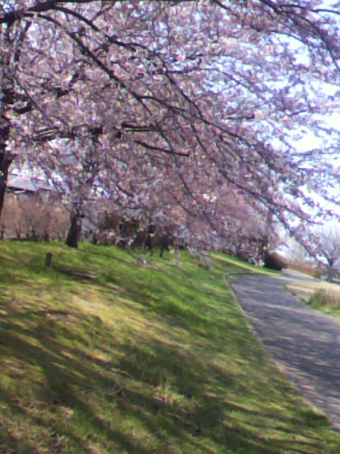 桜❀日記　⑤_a0111545_10441977.jpg