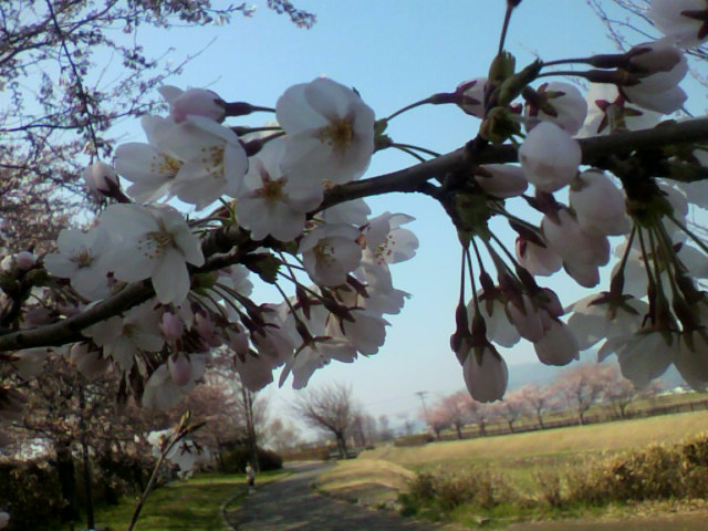 桜❀日記　⑤_a0111545_10444828.jpg