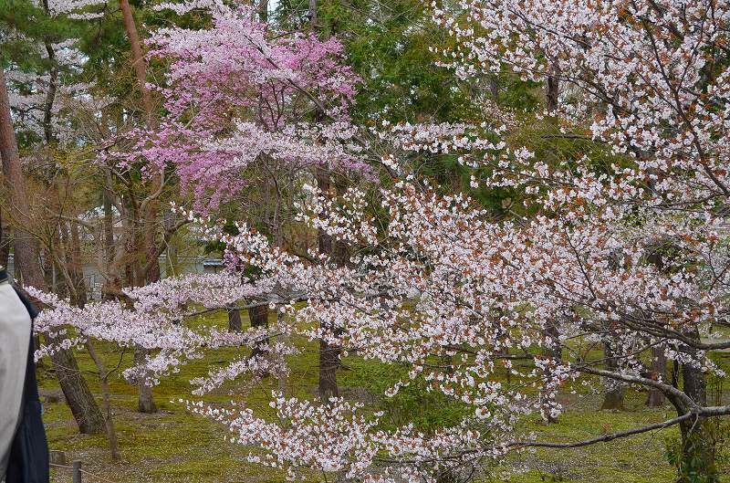 南禅寺の桜便り_e0237645_02129.jpg