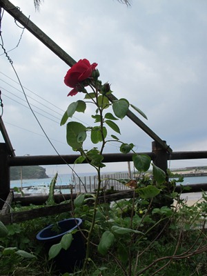4月 21日 新しく☆_b0158746_17155068.jpg