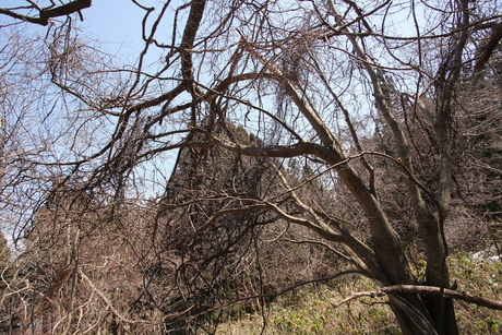 もうすぐ春の函館山_d0179447_0464247.jpg