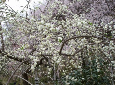 桜めぐり　吉野_a0125348_2132158.jpg