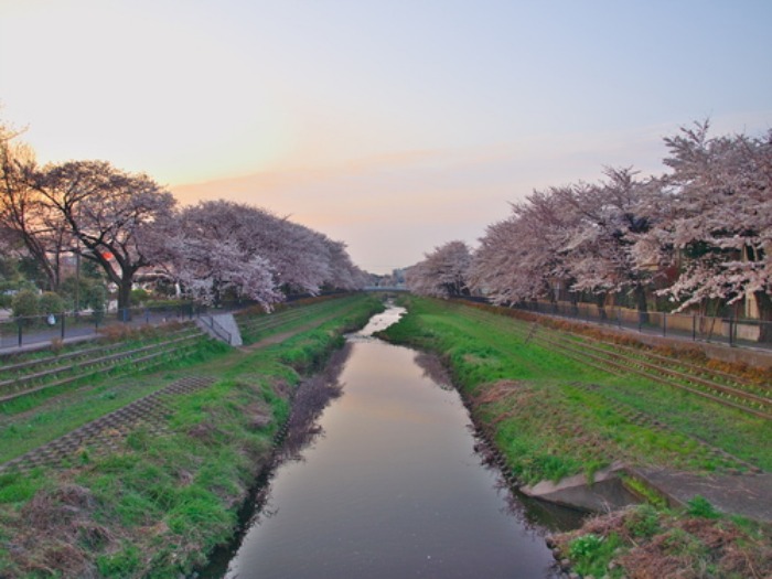 【今年の野川の桜写真をまとめました】_e0183648_17111290.jpg