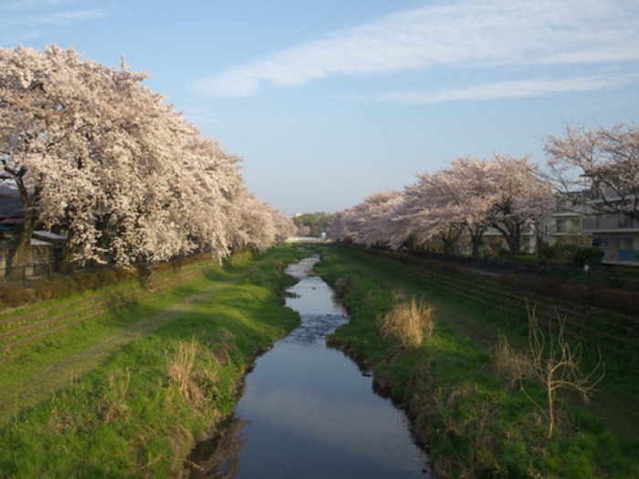 【今年の野川の桜写真をまとめました】_e0183648_1715437.jpg