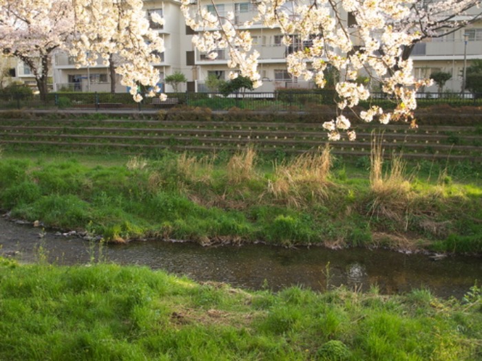 【今年の野川の桜写真をまとめました】_e0183648_171636.jpg