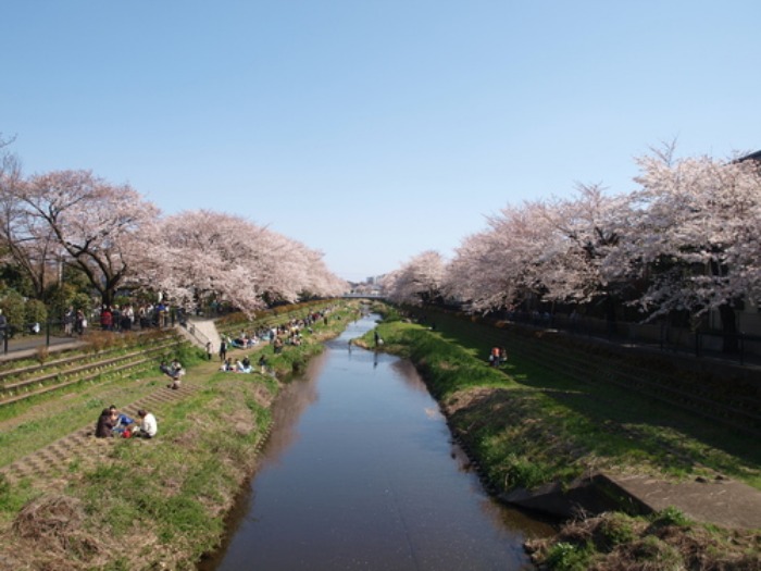 【今年の野川の桜写真をまとめました】_e0183648_1753587.jpg