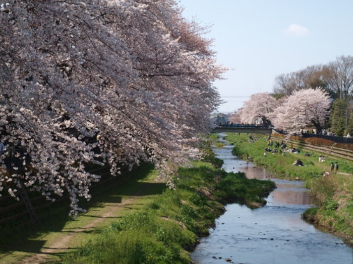 【今年の野川の桜写真をまとめました】_e0183648_1764834.jpg