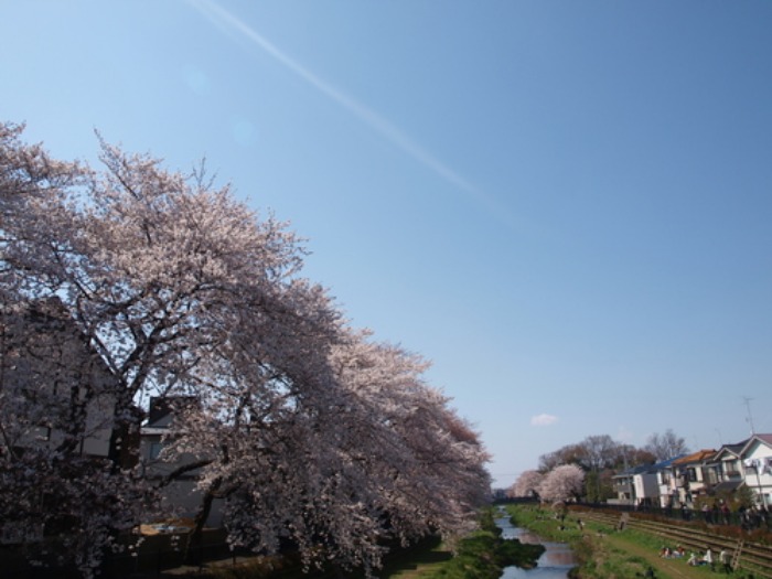 【今年の野川の桜写真をまとめました】_e0183648_176945.jpg