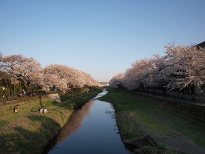 【今年の野川の桜写真をまとめました】_e0183648_1774671.jpg