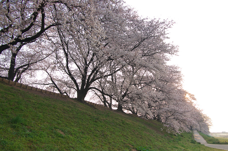 青空と桜並木・背割堤（後編）（八幡市）_f0155048_040681.jpg