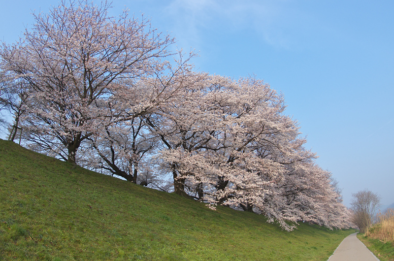 青空と桜並木・背割堤（後編）（八幡市）_f0155048_041957.jpg