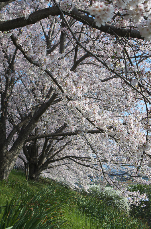 木津川さくら堤（城陽市）_f0155048_1246575.jpg