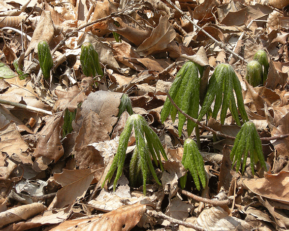 a0001354_23294822.gif