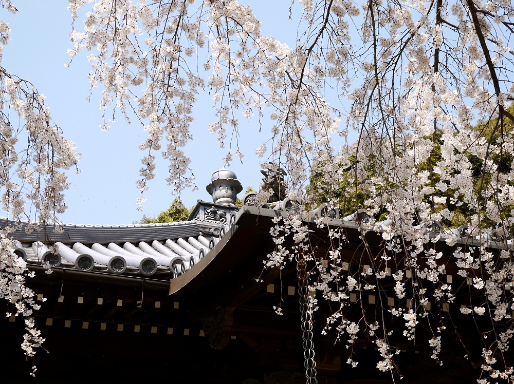 　　しだれ桜が咲く地福寺へ　１２年前の撮影です　　２０２４-０４-１１　００：００　_b0093754_22443252.jpg