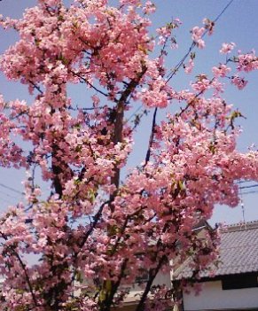 またまた閑話休題なれど緊急!! 4月26日_f0197754_20521889.jpg