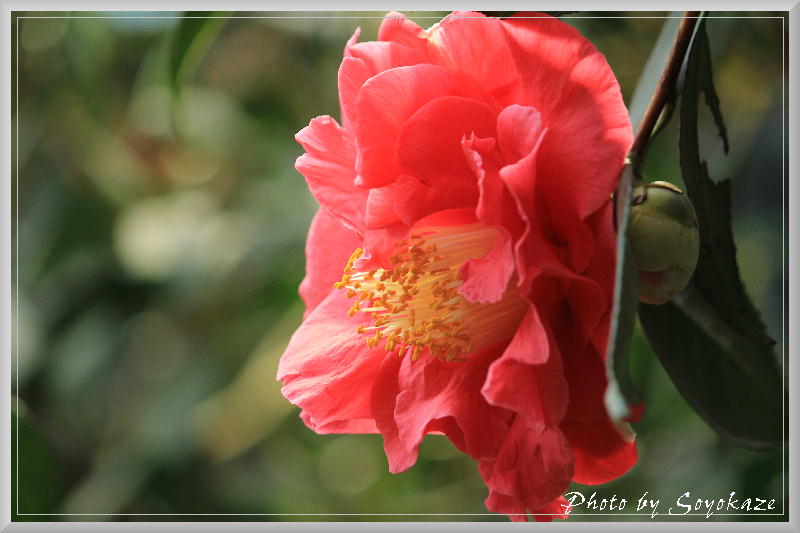 百合が原公園の花々_f0135356_179911.jpg