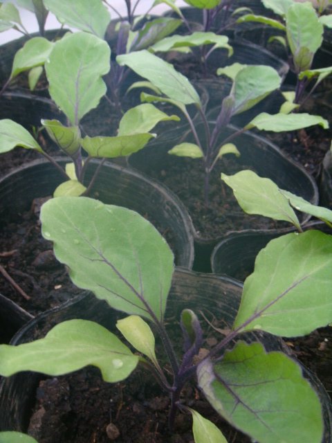 c0074157_19575096.jpg