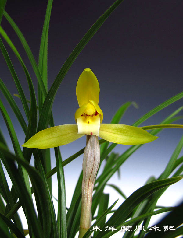 韓国春蘭　黄中透け『(仮)緑輝』3本立 日本春蘭　春蘭　寒蘭　東洋蘭　山野草 Yahoo!オークション - 花彩 韓国春蘭 極黄中透『(仮)神 緑』中上木5本