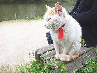 大濠公園のネコ_f0121167_0193242.jpg