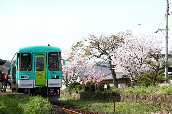 桜と鉄道　　北条鉄道　長(おさ)駅_f0014971_15151071.jpg