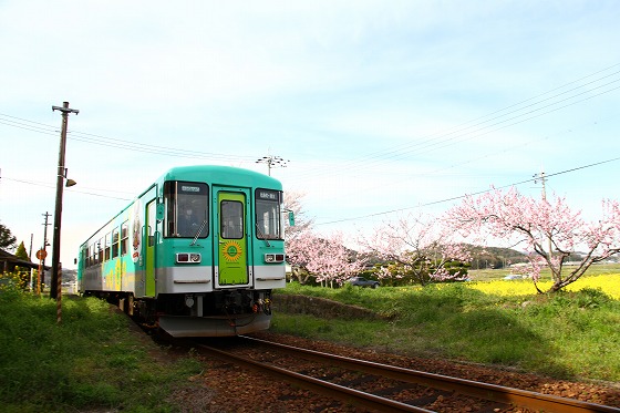 桜と鉄道　　北条鉄道　長(おさ)駅_f0014971_15153675.jpg