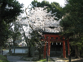 日本の桜_a0169172_6253446.jpg