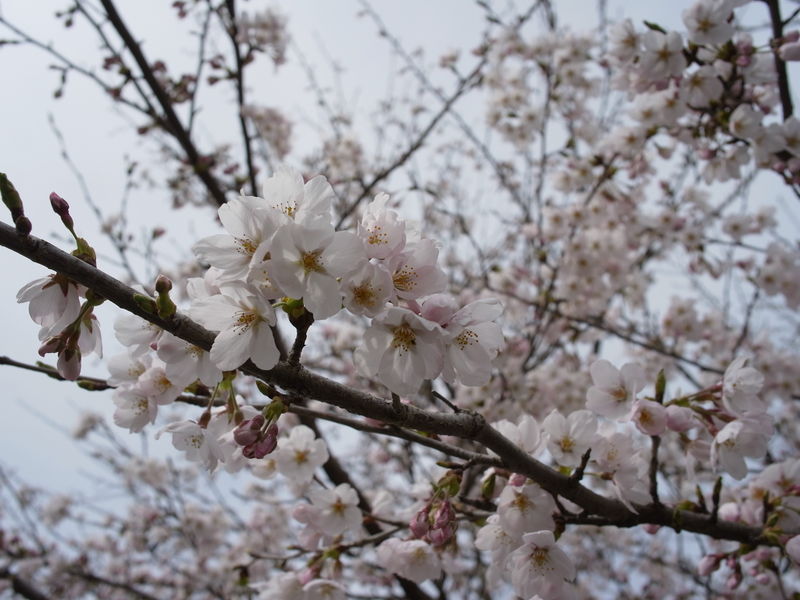 ポケロケ初乗りしましたよ！～京北観桜サイクリング～（中編）_c0177576_11301033.jpg