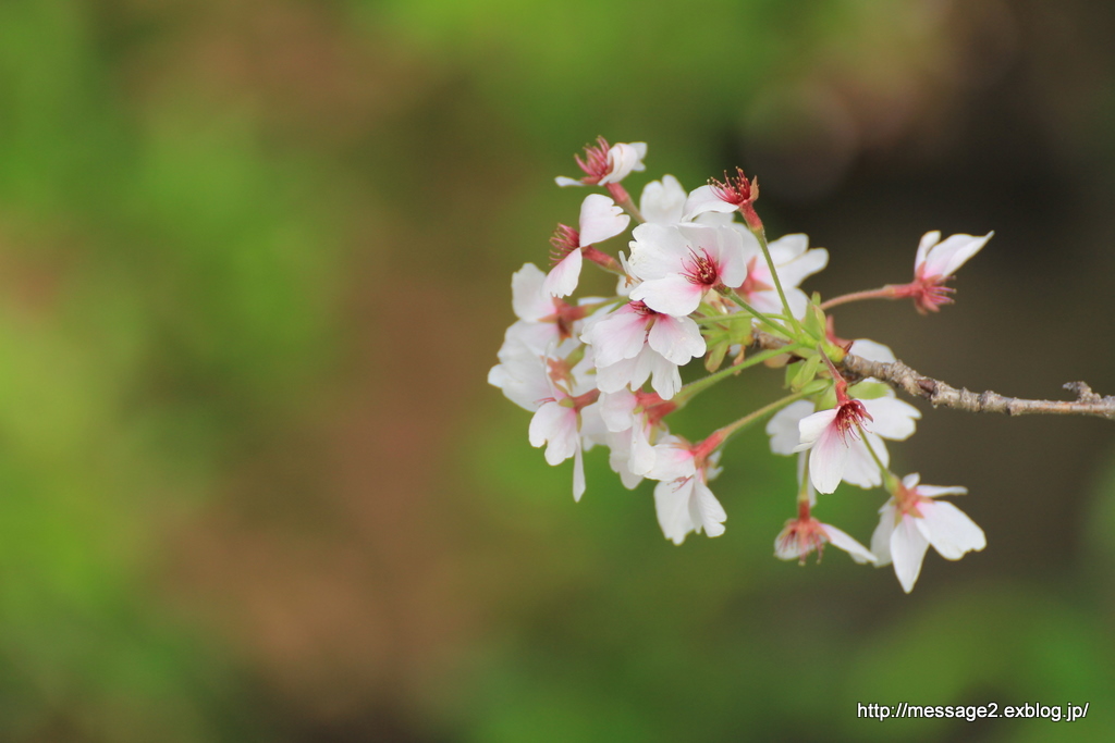 最後の桜_a0146379_17182827.jpg