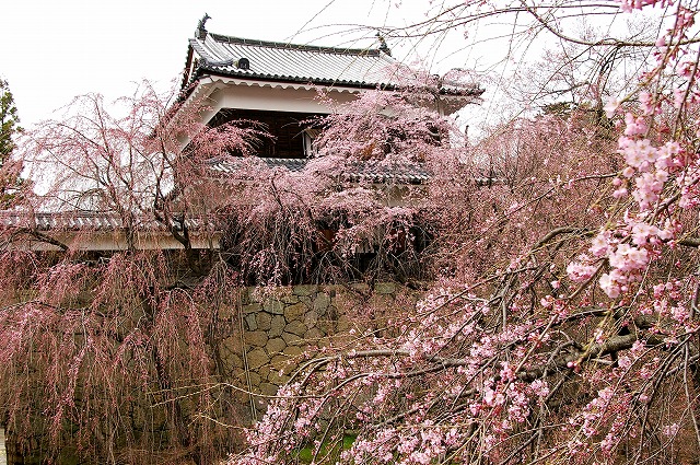 信濃名桜ツアー・・その2_c0060482_1630868.jpg