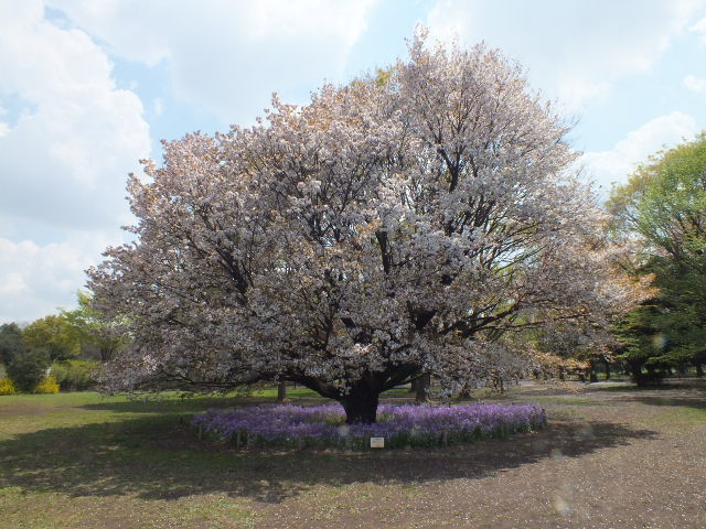 ４月１８日と２０日　小金井公園の桜_e0145782_1831246.jpg