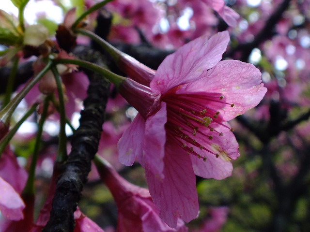 ４月１８日と２０日　小金井公園の桜_e0145782_18335528.jpg