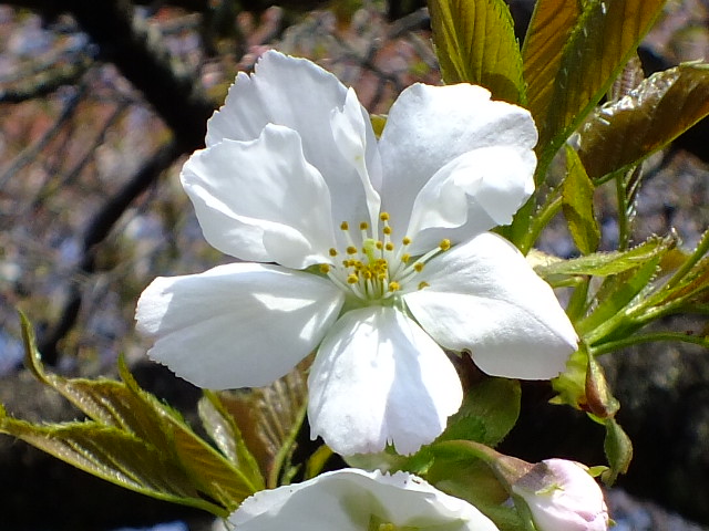 ４月１８日と２０日　小金井公園の桜_e0145782_18363429.jpg