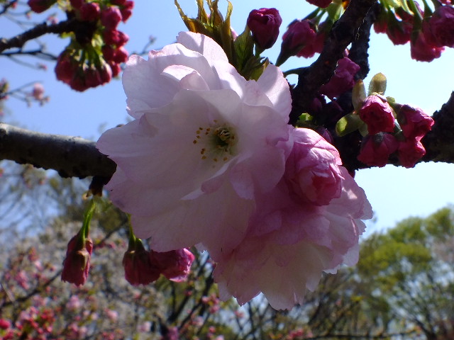 ４月１８日と２０日　小金井公園の桜_e0145782_18383274.jpg