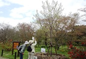 京都府立植物園、宇宙つながりで「星桜」と対面_b0067283_181333.jpg
