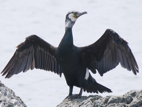 初見 ウミウ 海鵜 花と葉っぱ 初見 ウミウ 海鵜 花と葉っぱ