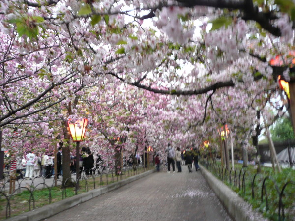 造幣局「桜の通り抜け」 on 2012-4-20_b0118987_7123061.jpg