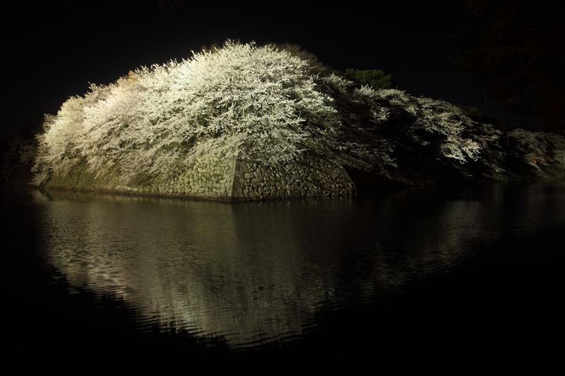 彦根城の夜桜_b0227088_981455.jpg