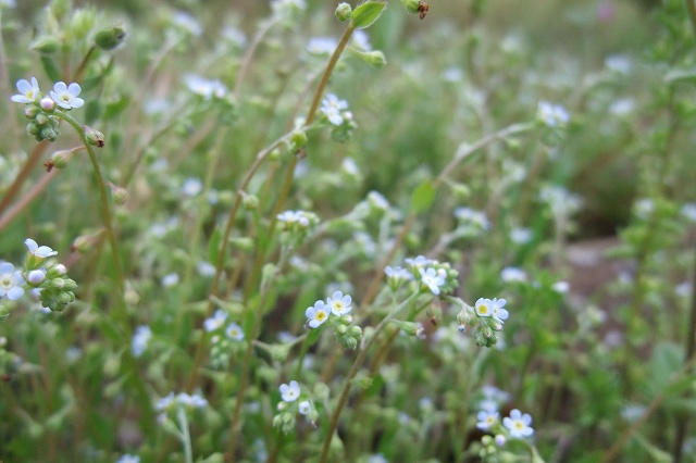 e0070891_18402115.jpg